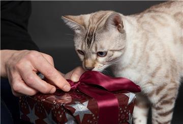 Die geliebten Vierbeiner merken, dass etwas in der Luft liegt - Tierbesitzer können auch ihnen zu Weihnachten eine Freude machen. Doch die Überraschung sollte tiergerecht sein. 
