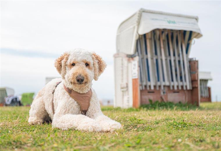 Ein Hund sitzt vor einem Strandkorb.