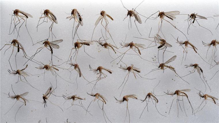 Viele Stechmücken in Niedersachsen erwartet Die Gemeine Hausmücke (Culex pipiens) kommt in Deutschland sehr häufig vor. (Archivbild)