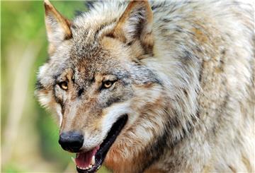 Die Gesellschaft zur Erhaltung alter und gefährdeter Haustierrassen findet, dass der Schutz einer Art - also des Wolfes - nicht zum Verlust von 30 anderen Rassen führen darf.