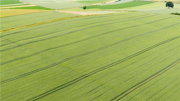 Landvolk erwartet durchschnittliche Getreideernte Die Getreideernte steht in Niedersachsen in wenigen Wochen an.