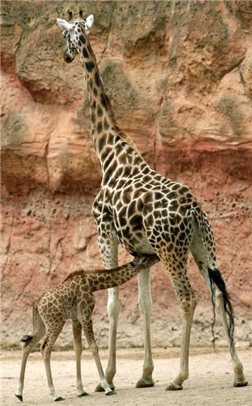 Die Giraffen-Population ist zuletzt arg geschrumpft.