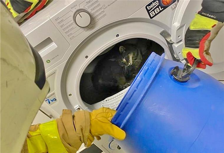 Feuerwehr rettet renitente Katze aus Trocknertrommel Das Foto zeigt eine Katze in der Trommel eines Wäschetrockners.