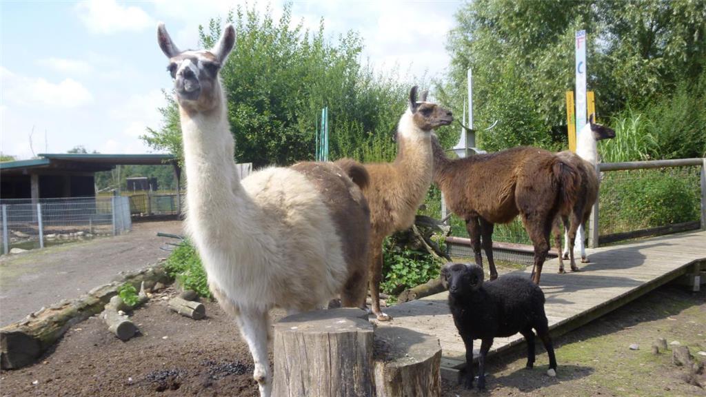 Die größten Tiere sind die Lamas: Sie weisen eine Kopf-Rumpf-Länge von bis zu 1,80 Metern auf.