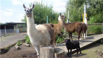 Die größten Tiere sind die Lamas: Sie weisen eine Kopf-Rumpf-Länge von bis zu 1,80 Metern auf.
