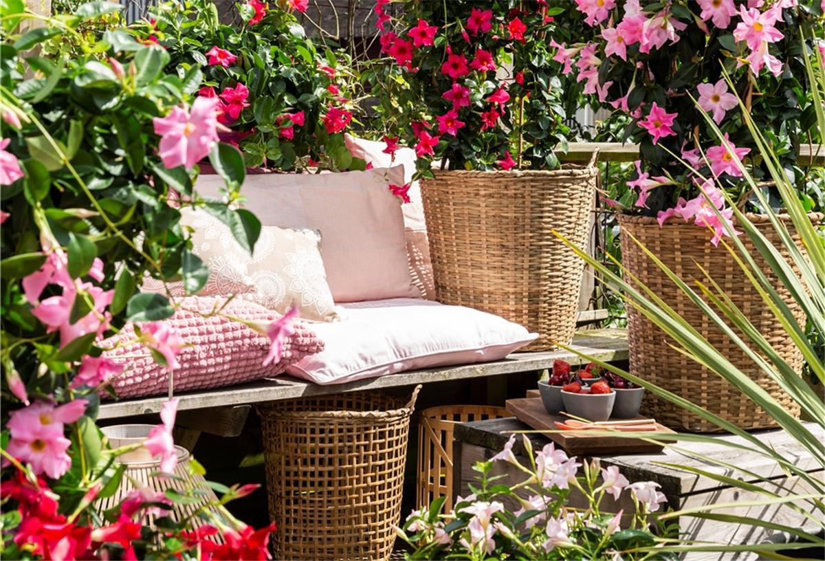 Die großen Blüten der Dipladenia schaffen echtes Urlaubsfeeling.