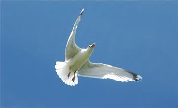 Die großen Möwen fliegen Angriffe auf Menschen, die sich ihren Jungen nähern.