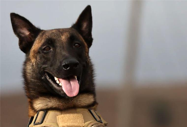 Hagen: Hundesteuer steigt Die Hagener Räte haben bei ihrer Sitzung im Dorfgemeinschaftshaus Wittstedt den neuen Haushalt der Gemeinde beschlossen.