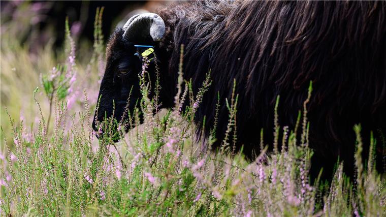 Reiter wachen wieder über Lüneburger Heide Die Heideblüte lockt auch die Heidschnucken an.