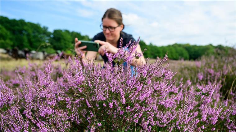 Reiter wachen wieder über Lüneburger Heide Die Heideblüte lockt jedes Jahr viele Urlauber und Tagesgäste in die Region.