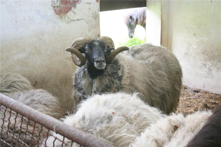 Die Heidschnucken grasen am Wollingster See bald hinter hohen Zäunen.