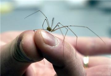 Zitterspinne