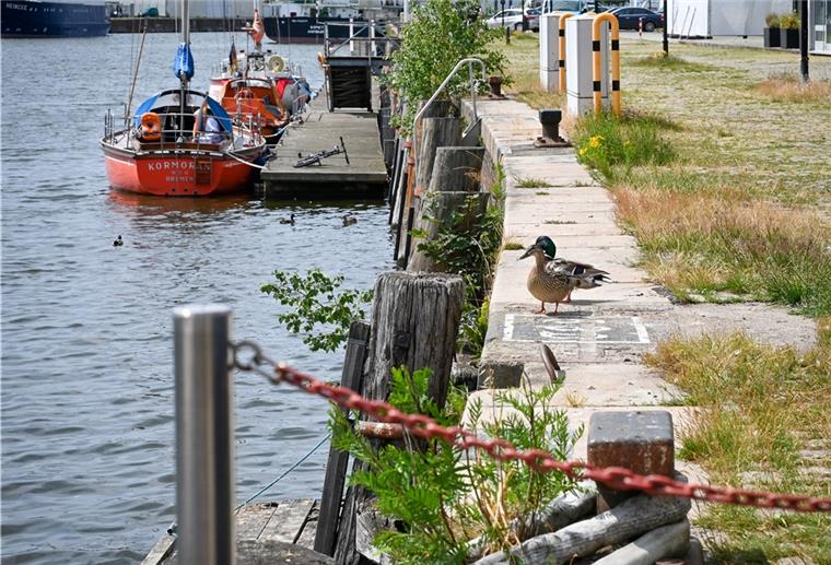 Historische Kajen im Fischereihafen müssen instand gesetzt werden Die historischen Kajen im Schaufenster Fischereihafen bekommen eine Schönheitskur. Sie sind mehr als 100 Jahre alt.