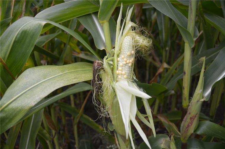 Klimawandel: Experte zeigt in Bad Bederkesa Wege für die Landwirtschaft auf Die Hitzewelle im Juli hat beim Mais ihre Spuren hinterlassen. Nach abgebrochener Blüte weisen die extrem kleinen Kolben nur wenige befruchtete Maiskörner auf.
