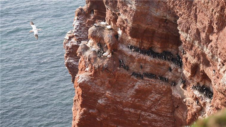 Brutsaison auf dem Lummenfelsen auf Helgoland Die Hochseevögel kommen aktuell zum Brüten auf den Lummenfelsen zurück.