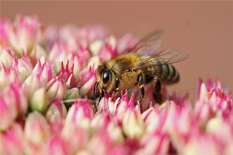 Zevener Imker fordern mehr Blühpflanzen für Insekten Die Honigbiene ist ein Nutztier und wird von Imkern gepflegt, ihre wilden Verwandten haben allerdings in der aufgeräumten Landschaft deutlich mehr Probleme, Nahrung und Nistplätze zu finden.
