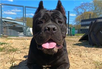 Eine Hündin der Rasse Cane Corso.