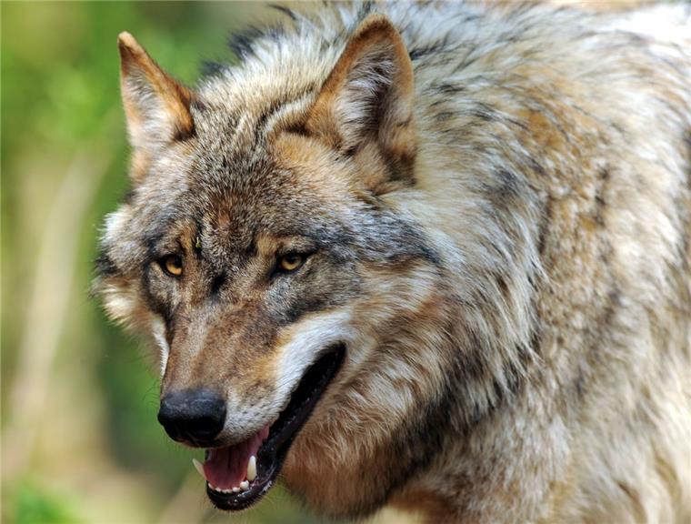 Diskussion in Rodenkirchen: Sorge vor dem Wolf ist groß Die Idee, in Niedersachsen wolfsfreie Zonen zu schaffen, sollte das Land wieder verwerfen, sagt Wolfsberater Hermann Kück.