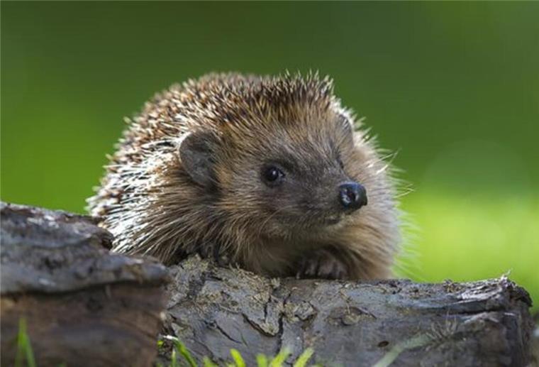 Beim frühjährlichen „Gartenputz“ an Igel und Co. denken Ein Igel guckt über einen Ast.