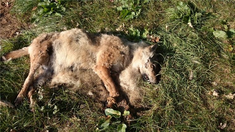 Die Jäger gehen davon aus, dass der tote Wolf schon acht bis zehn Tage auf der Weide in Köhlen gelegen hat.