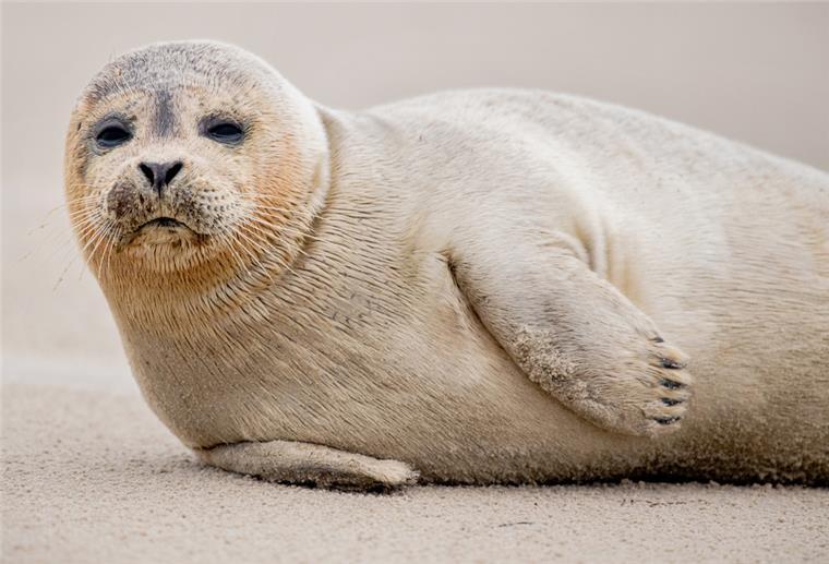 Zählung: Dieses Jahr gibt es weniger Seehunde im Wattenmeer Ein Seehund liegt am Strand