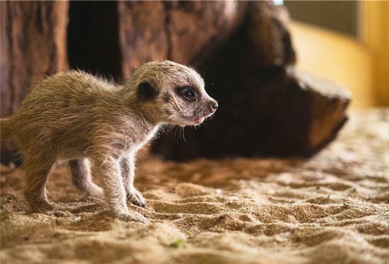 Wingster Zoo: Frühling sorgt für Nachwuchs Die jungen Erdmännchen können durchs Fenster angeschaut werden.