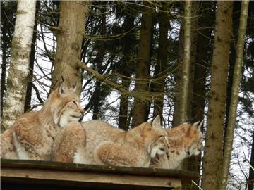 Die jungen Luchse haben sich gut entwickelt: Sie sollen dieses Jahr in Polen ausgewildert werden. 