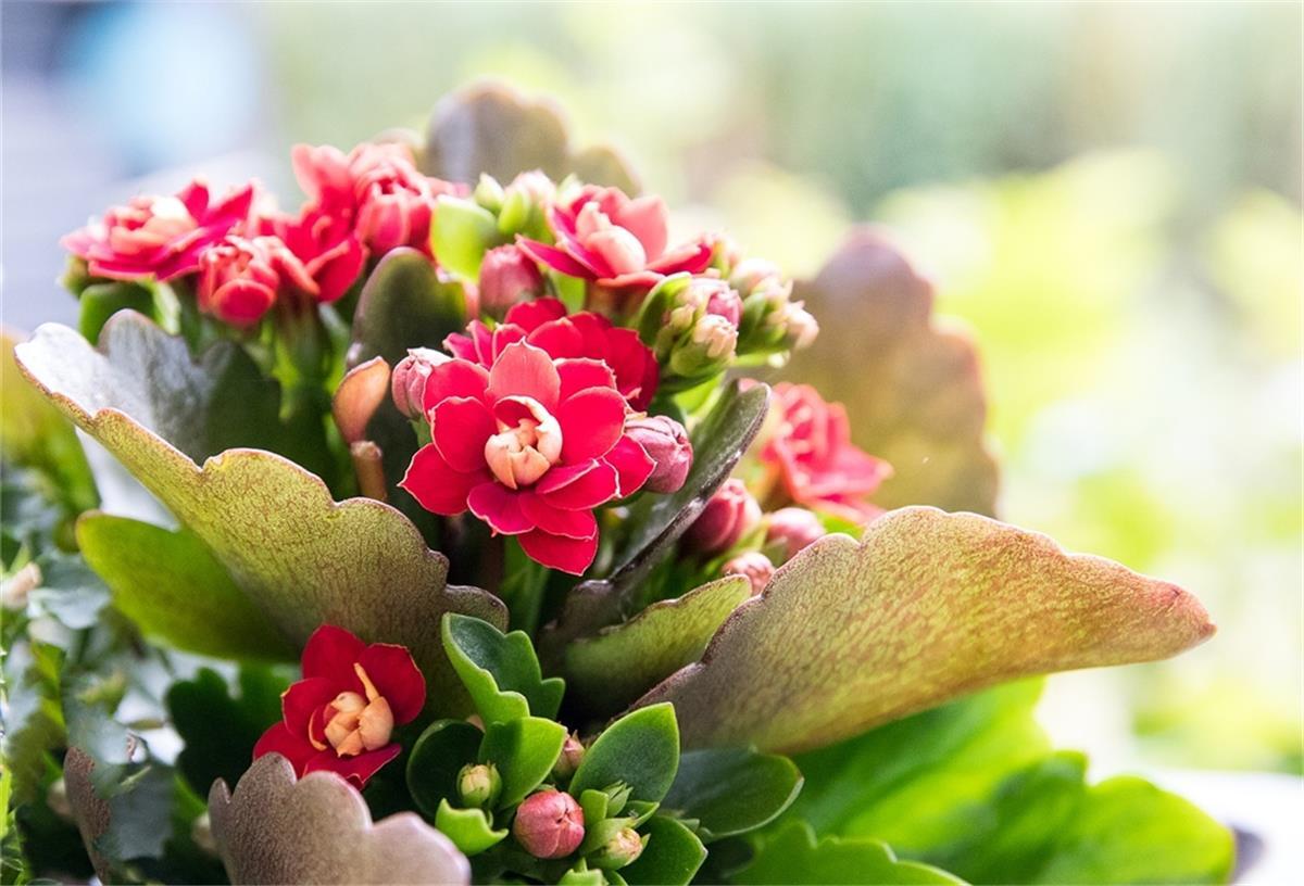 Deko für den Gartentisch: Es ist angerichtet … Die Kalanchoë eignet sich ideal als Tischdeko.