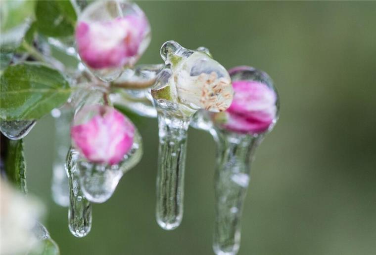 Kalte Sophie beendet Eisheilige: Nachtfrost in Deutschland erwartet Ein Blumenkasten steht auf einer gefrorenen Wiese. Die kalte Sophie bringt Mitte Mai das Ende der Eisheiligen.