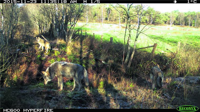 Die Kameras des Wolfsberaters Olaf Kuball liefern beeindruckende Aufnahmen: Das Wolfsrudel ist hier im November 2015 an einer Lichtung im Cuxland zu sehen.  Foto Olaf Kuball