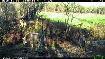 Die Kameras des Wolfsberaters Olaf Kuball liefern beeindruckende Aufnahmen: Das Wolfsrudel ist hier im November 2015 an einer Lichtung im Cuxland zu sehen.  Foto Olaf Kuball