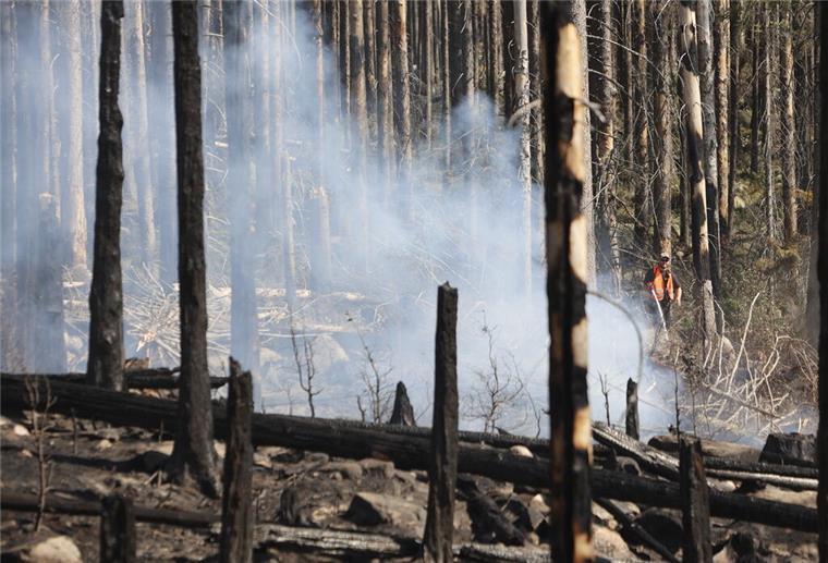 Niedersachsen: Aufklärungskampagne zu Ursachen von Waldbränden Verbranntes Holz liegt in den Wäldern im Harz