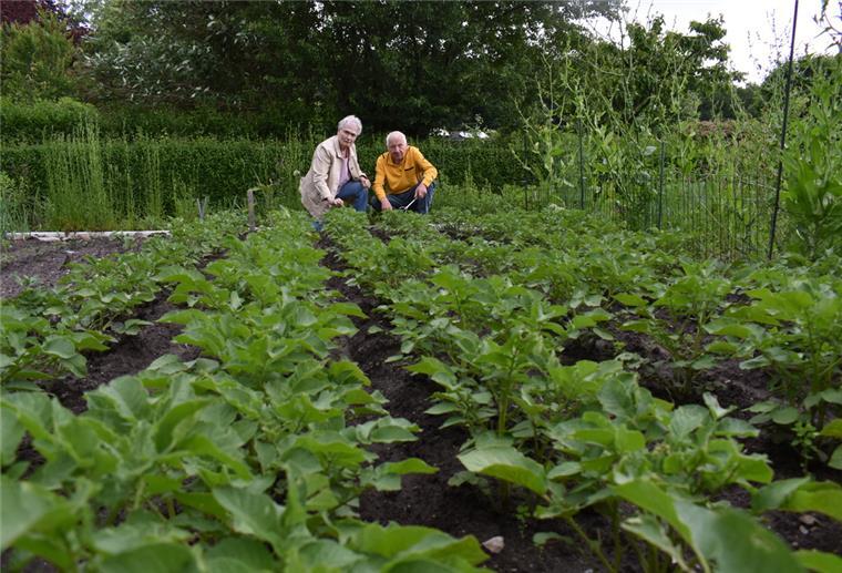 Die Kartoffeln sehen gut aus: Mit der Entwicklung der Knollenpflanzen auf ihrer Kleingarten-Parzelle sind Erika und Gerhard Otto zufrieden mit. Manch anderes Gemüse hat die Trockenphasen im Frühjahr nicht überlebt.