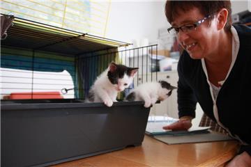 Die Kater Max und Moritz sind mit sechs Wochen die derzeit jüngsten Bewohner des Cuxhavener Tierheims. Tierheimleiterin Birgit Block päppelt die Winzlinge zurzeit noch mit der Flasche auf.