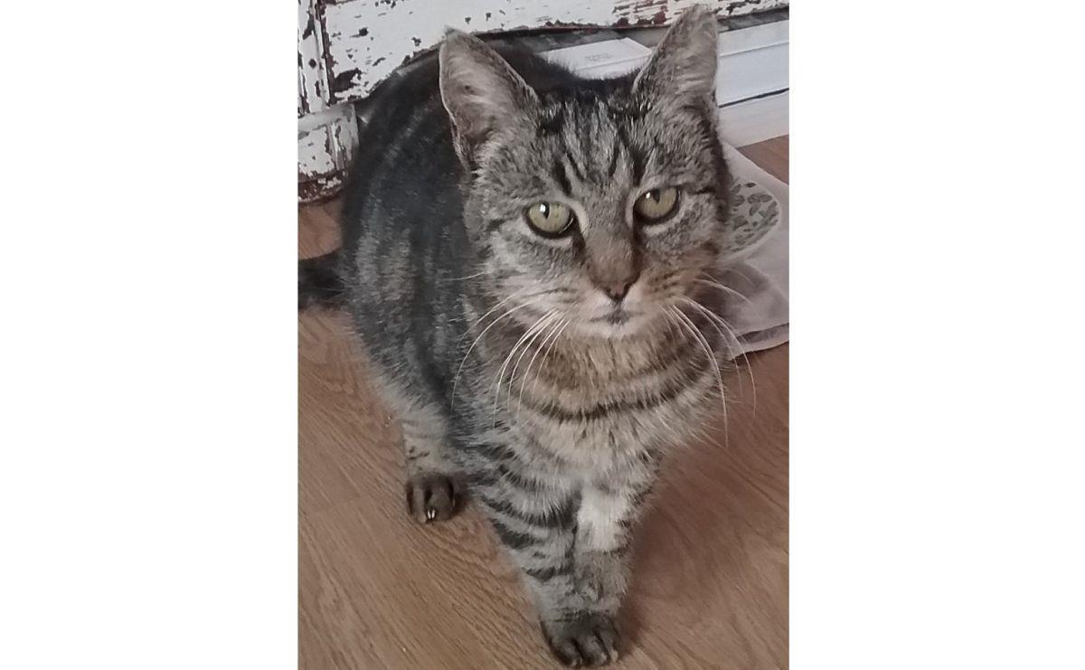 Hagen: Unbekannter schießt mit Schrot auf Katze Emma Die Katze Emma wurde in Sandstedt (Gemeinde Hagen) mit Schrot beschossen.