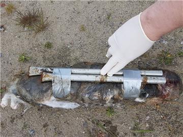 Die Katze starb qualvoll in einer Plastikfolie, die mit Klebeband und Metallstangen fixiert wurde.