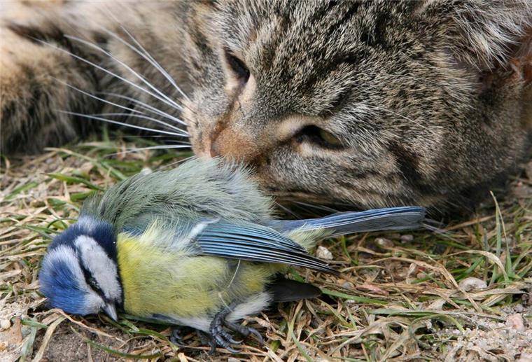 WHO beunruhigt: Zahlreiche Katzen an Vogelgrippe gestorben Katze und toter Wildvogel