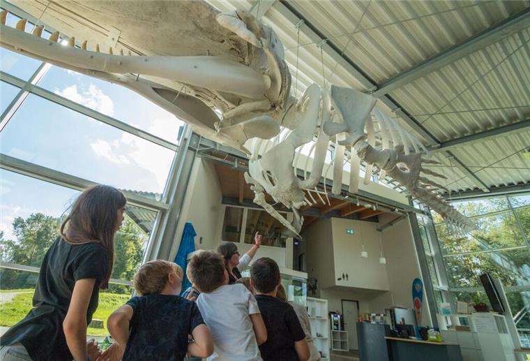 Die Natur bestaunen Die Kinder bestaunen das riesige Skelett eines Pottwals.