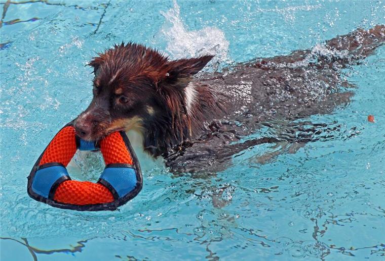 Ende der Freibad-Saison: Hier dürfen Hunde nochmal planschen Ein Hund schwimmt im Becken eines Freibads und hält ein Spielzeug im Maul.