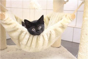 Die kleinen Katzen aus dem Tierheim Nordenham sind bereits alle in treue Hände versprochen.