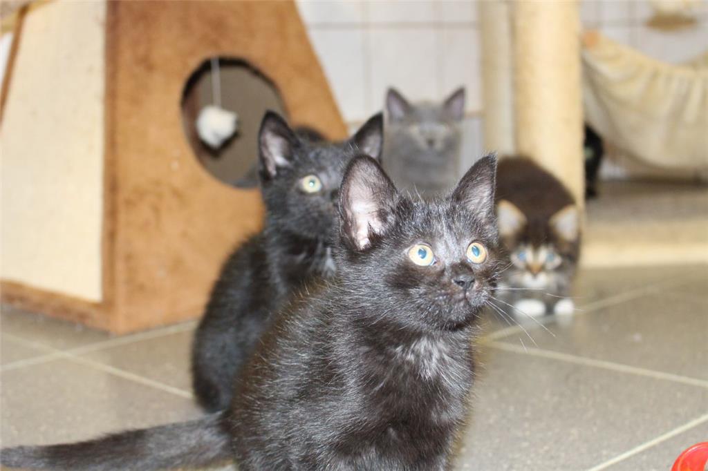 Die kleinen Katzen sind bereits alle in treue Hände versprochen.