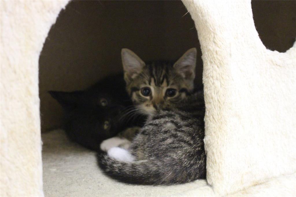 Die kleinen Katzen sind bereits alle in treue Hände versprochen.