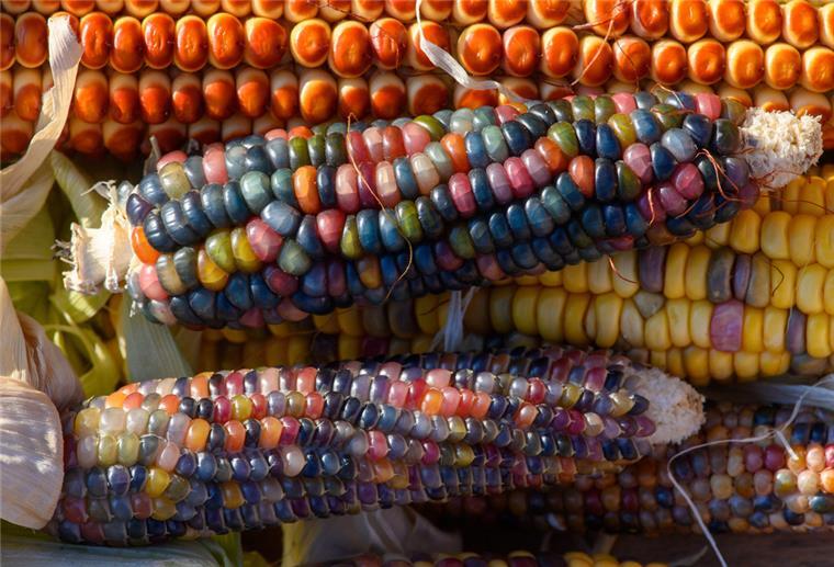 Gemüse des Jahres: Mais ist mehr als ein Energielieferant Die kleinen Körner des Maises gibt es in fast allen Farben des Spektrums.