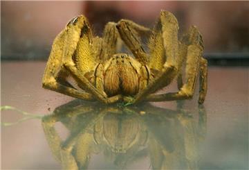Eine Studentin betrachtet im Zoologischen Institut der Universität München eine etwa 3 Zentimeter (Körpergröße) große Bananenspinne (Phoneutria nigriventer).
