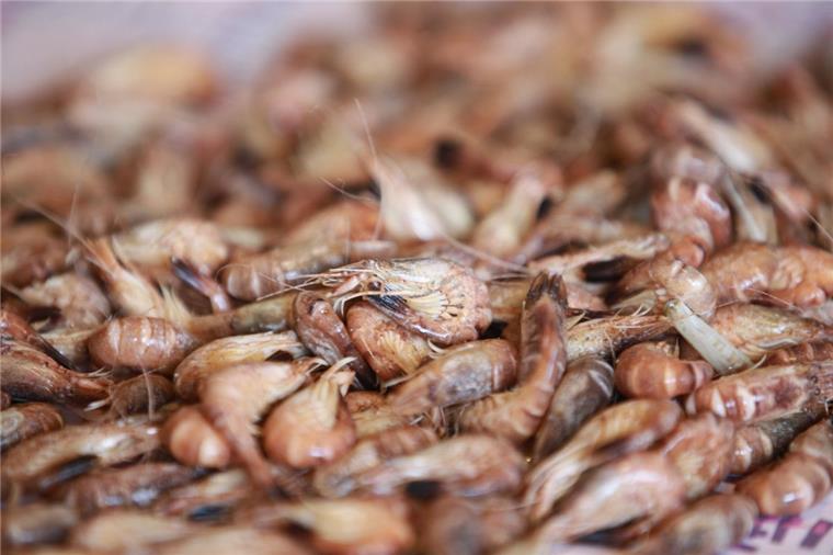 Krabbenfischer sind mit Mengen und Preisen 2019 unzufrieden Die Krabbenfischer sind sehr unzufrieden mit dem Fangjahr 2019.