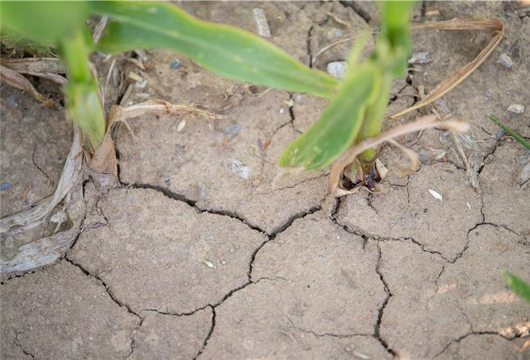 Umweltverband fordert mehr Tempo beim Klimaschutz Die Landwirtschaft hat auch in diesem Jahr unter dem geringen Niederschlag gelitten.