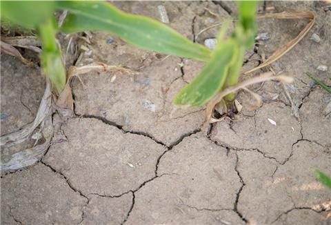 Die Landwirtschaft hat auch in diesem Jahr unter dem geringen Niederschlag gelitten. 