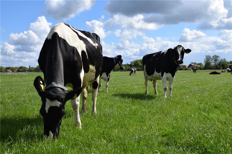So profitiert die Wesermarsch von der EU Die Landwirtschaft in der Wesermarsch ist auf die Förderung durch die EU angewiesen.