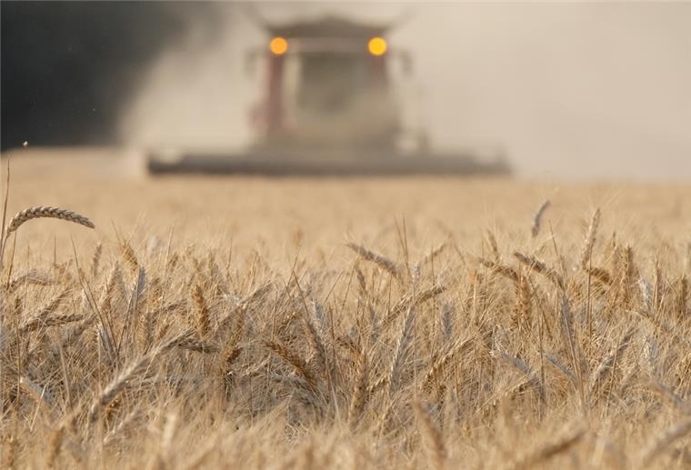 Ein Mähdrescher erntet ein Roggenfeld