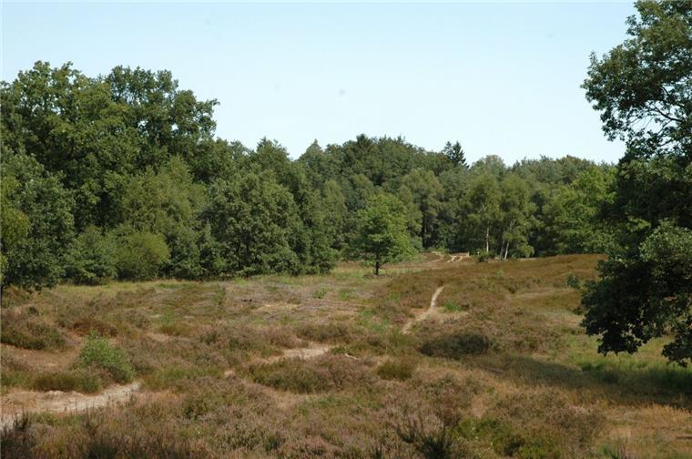 An diesen Orten im Kreis Rotenburg blüht die Heide Die lange Trockenheit ist auch an der Heide nicht spurlos vorbei gegangen. Doch zurzeit blüht sie wie hier in der Vareler Heide.